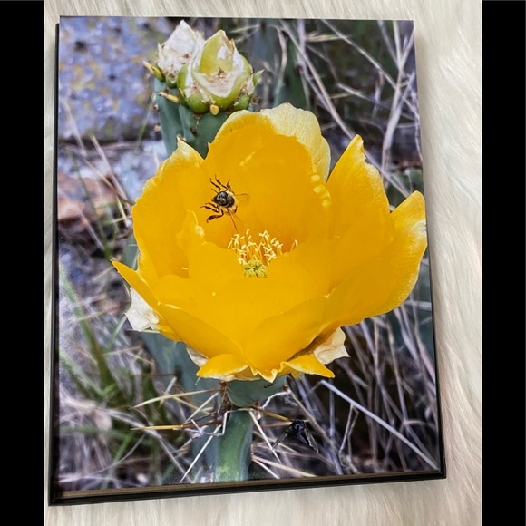 The right bee picture. 8x10